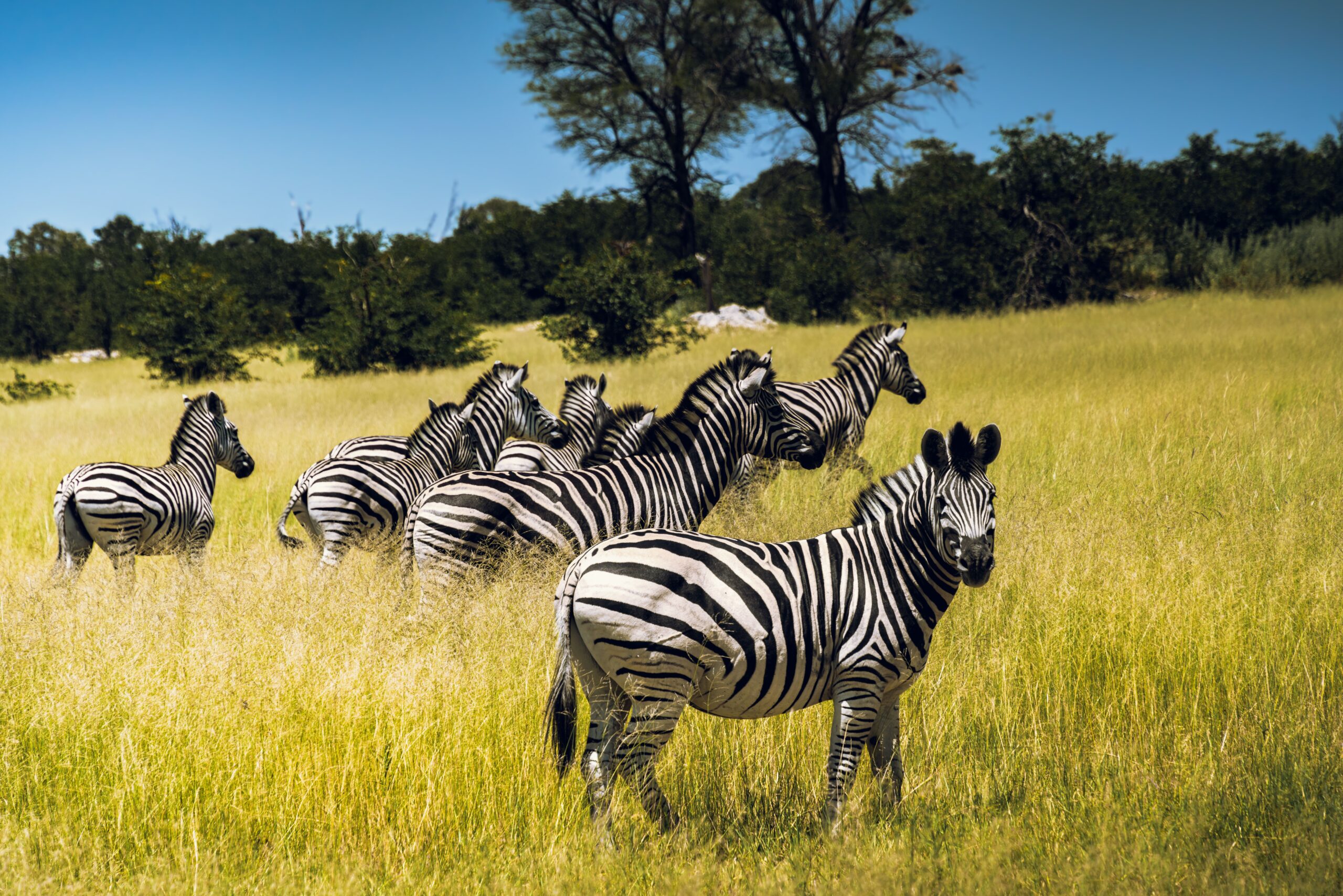 Safari