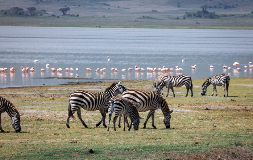 SAFARI TANZANIA MAJESTUOSA